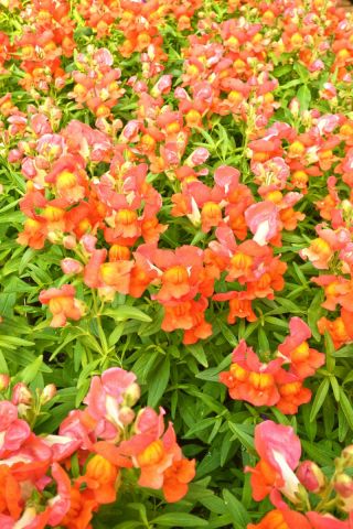 צומח לוע הארי "פורטוס" - כתום - Antirrhinum majus nanum - זרעים