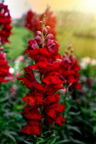 Bocca di leone comune - Rosso - Antirrhinum majus - semi