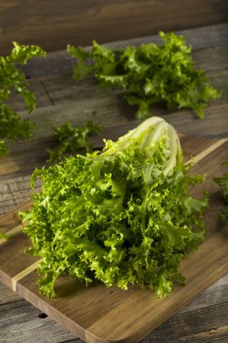 Taman mini - Endive untuk segar, daun potong - untuk balkon dan budaya teras - Cichorium endivia - biji