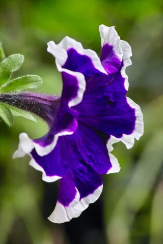 Zahradní petunie "Iluze (Iluze)" - modrá - Petunia hyb. multiflora nana - semena