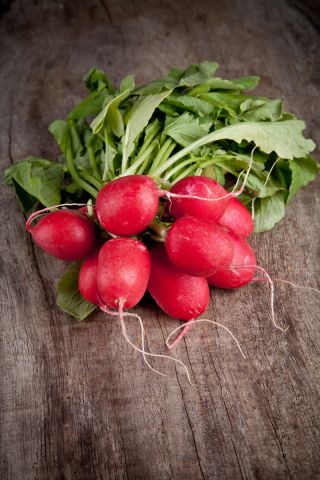 Radish "Tytania" - COATED SEEDS