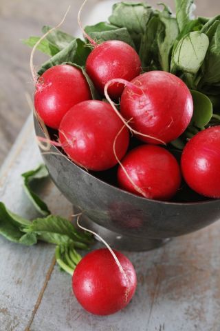Radish "Tytania" - COATED SEEDS