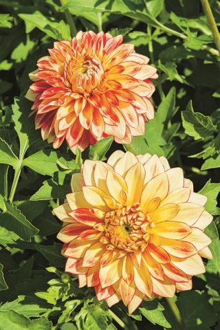 Dahlia Lake Ontario
