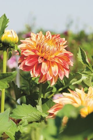 Dahlia Lake Ontario