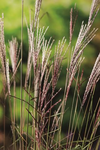 Maiden silvergrass - Extremul Orient - 