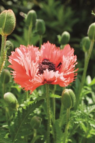 Türkischer Mohn - Forncett Summer - 1 Stück; Morgenländischer Mohn, Orientalischer Mohn, Garten-Mohn, Stauden-Mohn,  Feuer-Mohn