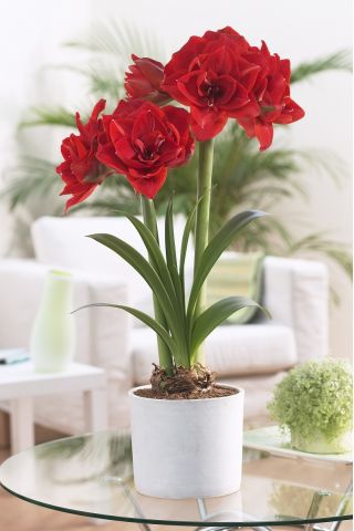Hippeastrum - Amaryllis - Cherry Nymph®