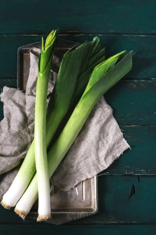 Leek 'Janosik' - terlambat, variasi musim dingin -  Allium porrum - Janosik - biji