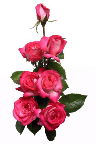 Grootbloemige roos - witte roze randen - ingemaakte zaailing - 