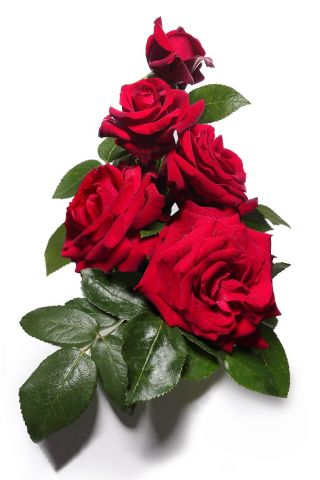 Rosa de flores grandes - carmesí - plántulas en maceta - 