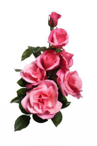 Rosa de flores grandes - rosa claro - plántulas en maceta - 