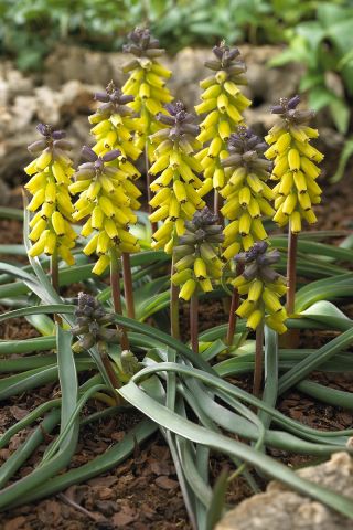 Muscari Golden Fragrance - Hroznová hyacint Zlatá vůně - 3 cibule