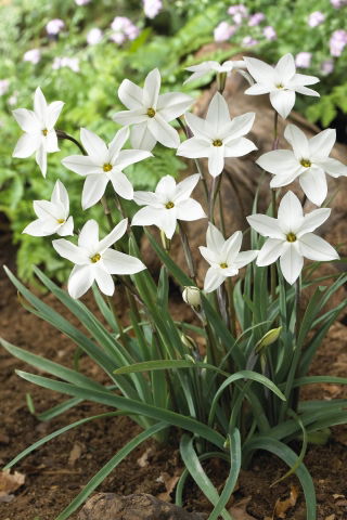 Ipheion - Starflower - "Alberto Castillo" - Paket Besar! - 100 pcs; Starflower musim semi - 