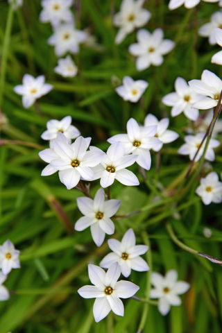 Ipheion - Starflower - "Alberto Castillo" - Paket Besar! - 100 pcs; Starflower musim semi - 