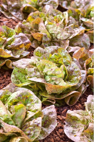 Butterhead salată "Sanguine Ameliore" - 900 de semințe - Lactuca sativa L. var. Capitata