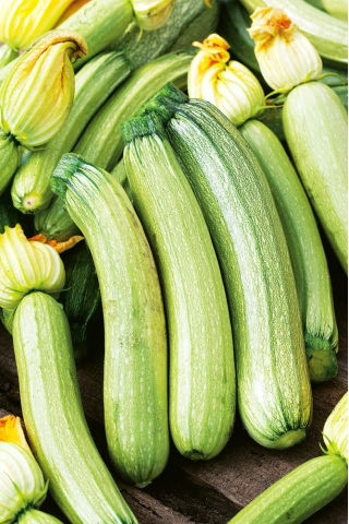 Squash - Bianca di Trieste - Snabbväxande, läckra päronformade squash - Färska frön