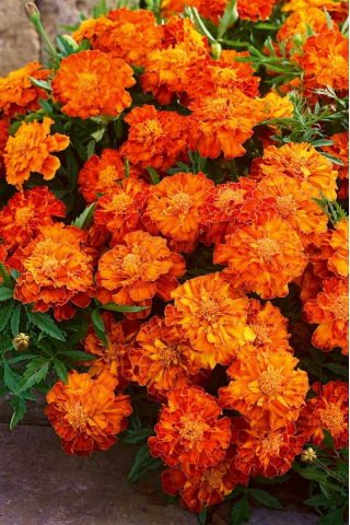 Kis büdöske - Bolero - 350 magok - Tagetes patula L.