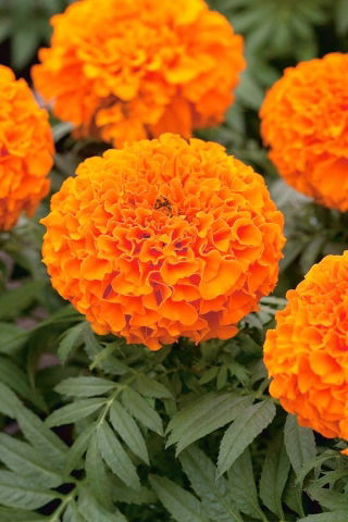 Tagete erecta - Calando - naranja - 108 semillas - Tagetes erecta
