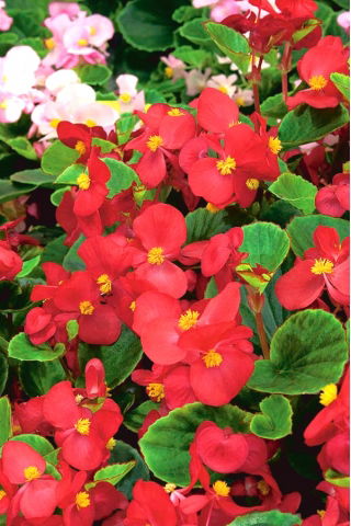 Wax Begonia seeds - Begonia semperflorens - 20 seeds