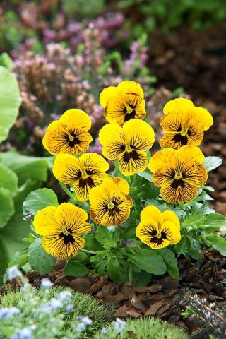 ויולה אנג'ל טייגר עין זרעים - ויולה x williamsii - 16 זרעים - Viola x. wittrockiana