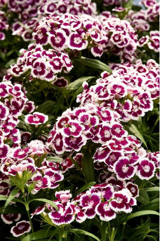 מתוק ויליאם הולבורן זרעי פרחי - ברביאטס Dianthus - 450 זרעים - Dianthus barbatus