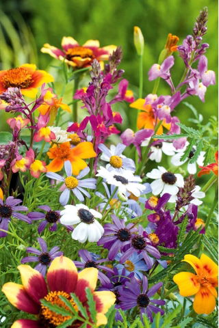 Annual Plants Last Minute Mix zaden - 70 zaden - 