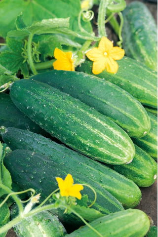 Cetriolo - Dalila F1 - 200 semi - Cucumis sativus