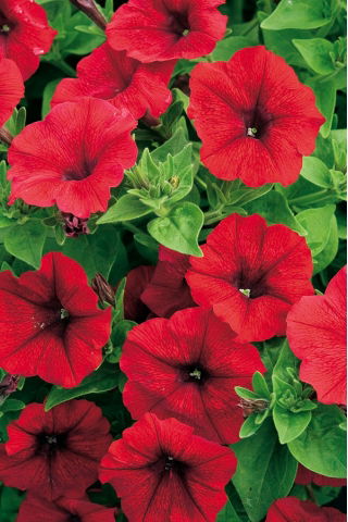 Red petunia "Cascade" -  "Superkaskadia" - 12 seeds