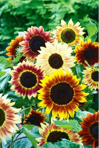 Tournesol - Fantasia - Helianthus annuus - graines