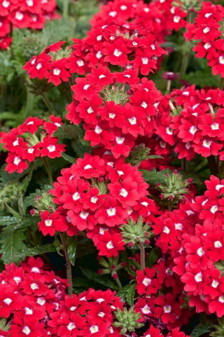 Kerti verbéna - piros virágzás fehér ponttal; kert vervain - 120 mag - Verbena x hybrida - magok