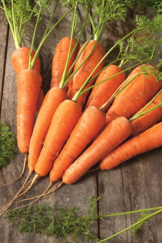 Gulrot – Nantes Polana - 5100 frø - Daucus carota