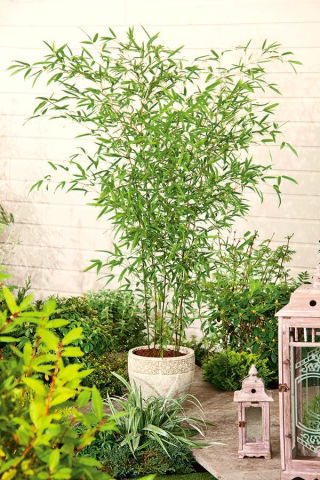 黄色の溝の種 -  Phyllostachys aureosulcata - Phyllostachys pubescens - シーズ