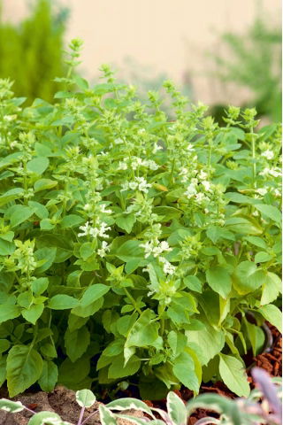 Basiilik - Floral Spires - 30 seemned - Ocimum basilicum