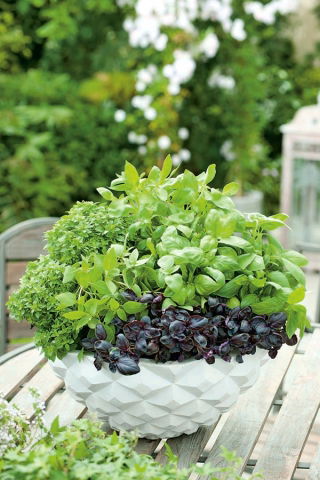 Taman Rumah - campuran varietas Basil - untuk budidaya dalam ruangan dan balkon; Great basil, Saint-Joseph "s-wort - 325 biji - Ocimum basilicum 