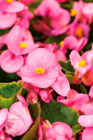 بذور بيجونيا الشمع الوردي - نباتات البغونية - 1200 بذور - Begonia semperflorens - ابذرة