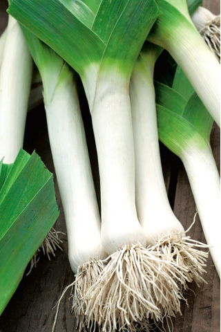 BIO - Leek - ověřil organická semena - Allium porrum