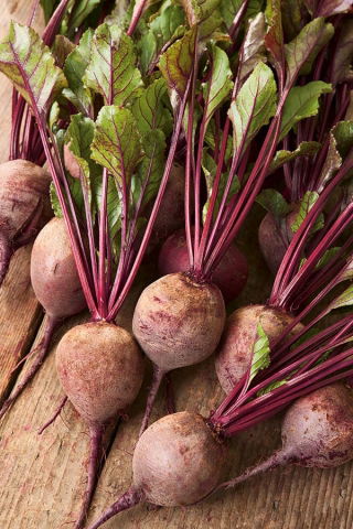 บีทรูท "Polglob" - 500 เมล็ด - Beta vulgaris