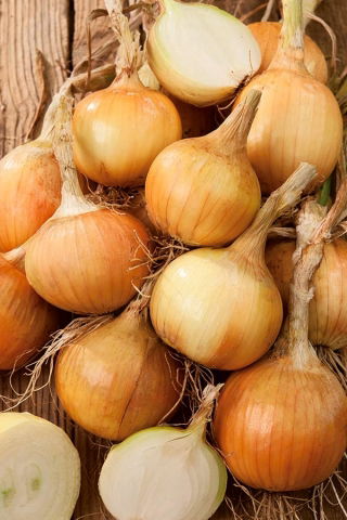 Vanlig løk - Polana - 1000 frø - Allium cepa L.