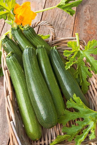 Courgette, Zucchini - Astra Polka - 100 g - Abundant Harvest, Perfect for Every Dish! - Fresh Seeds