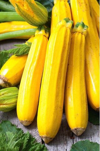 Courgette - Orelia F1 - 16 graines - Cucurbita pepo