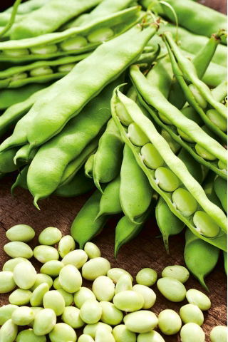 豆“早白椰子” - 白色，圆形的种子 - Phaseolus vulgaris L. - 種子