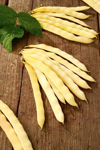 Žlutá fazole "Goliatka" - velký-pod-typ - Phaseolus vulgaris L. - semena