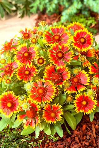Almindelig blomstrende blomst, almindelig blæksprutte Bicolor Goblin - 170 frø - Gaillardia aristata