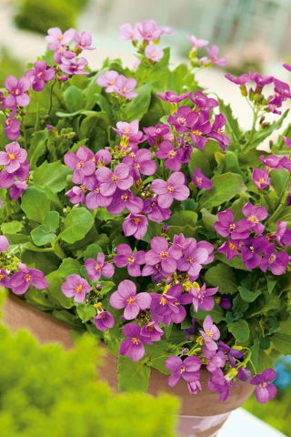 Biji Pink Rock Cress - Arabis alpina - 1410 biji - benih