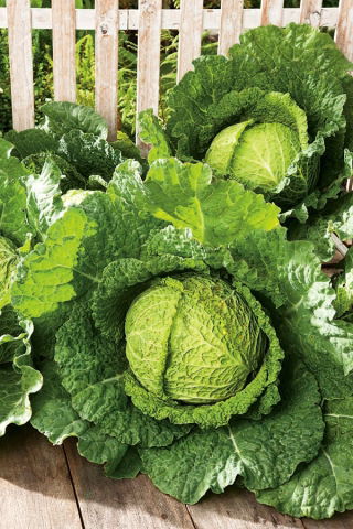 Savojská kapusta "Mira Polana" - bez náznaku horkosti - 325 semien - Brassica oleracea var. sabauda  - semená