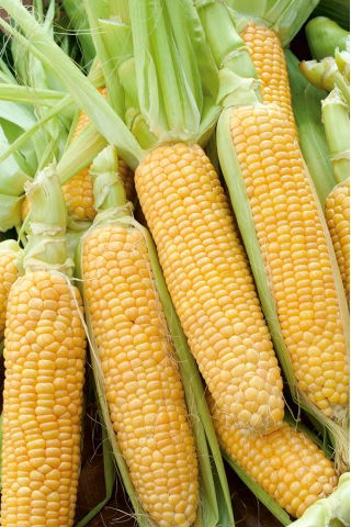 Csemegekukorica - Gucio - 60 magok - Zea mays convar. saccharata var. Rugosa