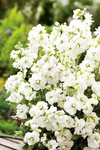 Garten-Levkoje Albita Samen - Matthiola incana annua - 300 Samen