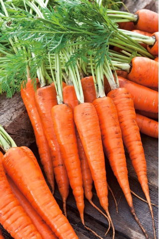 당근 카로프카 씨앗 - Daucus carota - 1275 종자 - Daucus carota ssp. sativus 