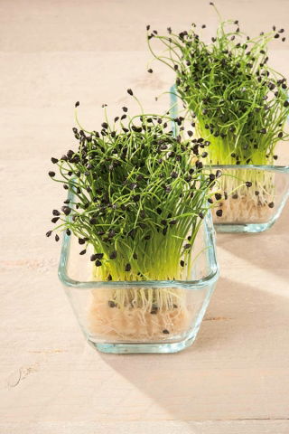 Cipolla d'inverno - Microgreens - Allium fistulosum  - semi