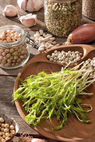 Microgreens - Mazare "Boogie" - frunze tinere cu gust excepțional - Pisum sativum - semințe